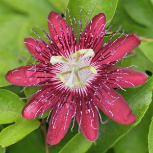 Lady Margaret Passion Flower, Passionvine, Passiflora 'Lady Margaret'